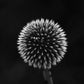 Microneedling + Exosomes