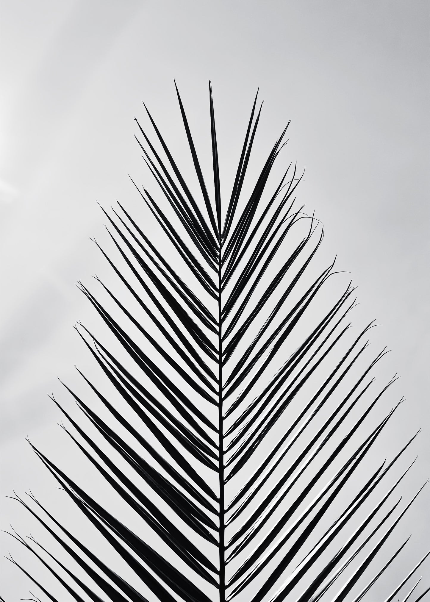 Palm tree leaf close-up. Signature Microneedling Facial. Signature facials at Teresa Tarmey Skincare Clinic